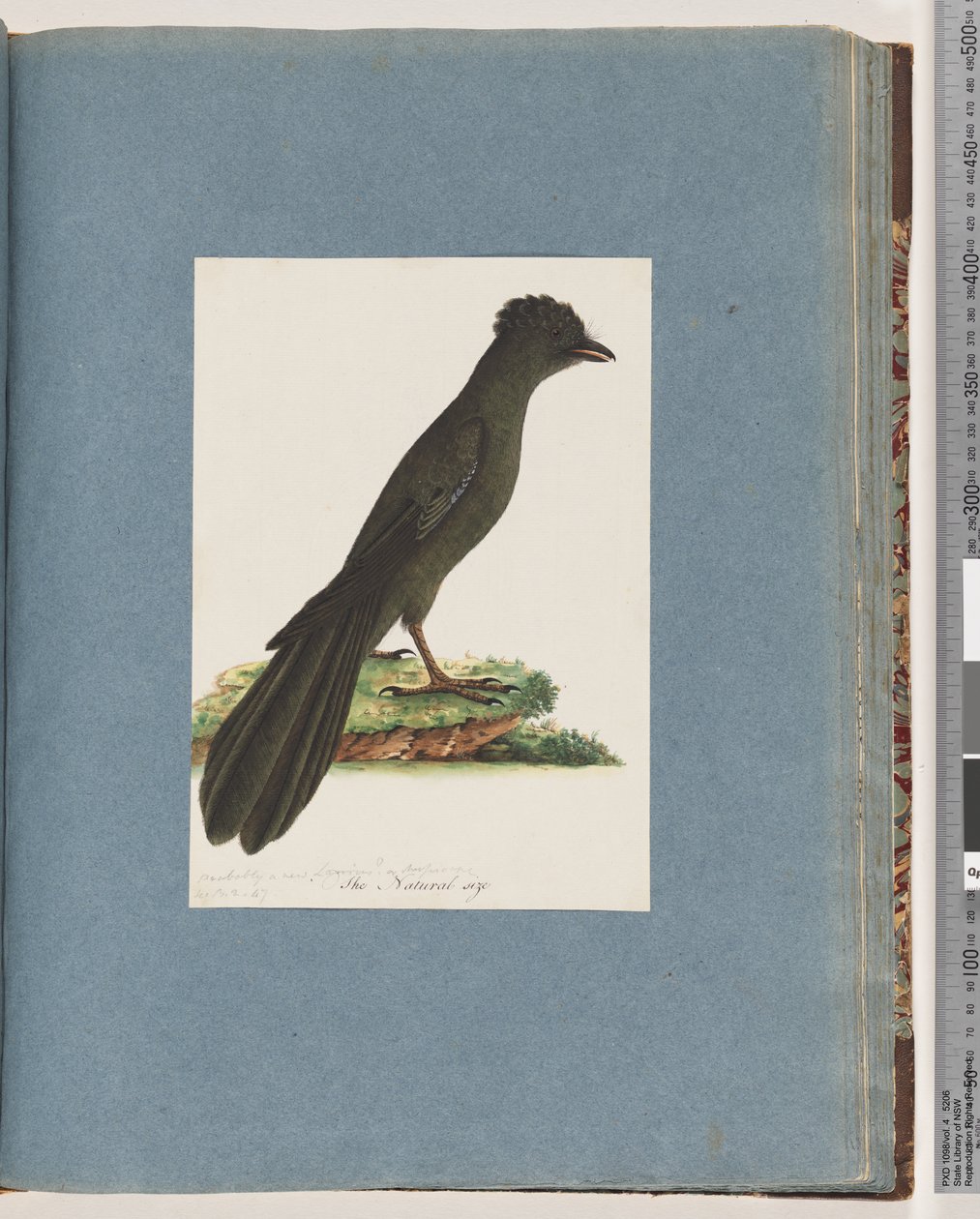 Side 67. Uidentificeret fugl. Muligvis en ny Lanius eller Muscicapa af Unknown artist