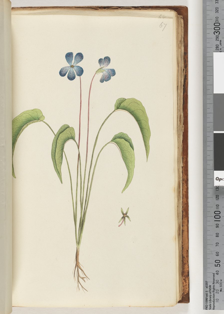 Side 67. Uidentificeret plante af Unknown artist