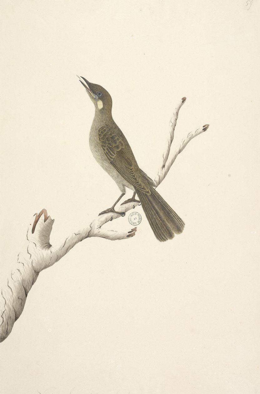 Side 68. Naturlig størrelse, August Lewin Honeyeater Meliphaga Lewinii, 1791-92 af Unknown artist