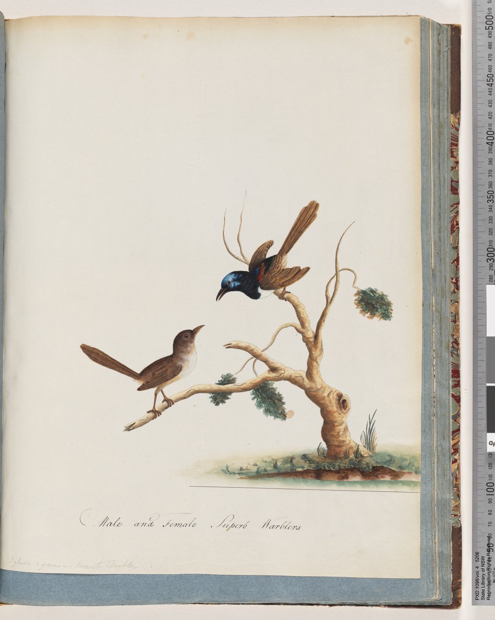 Side 68. Rødvinget fe, gærdesmutte, han og hun. Han og hun Superb Warblers af Unknown artist