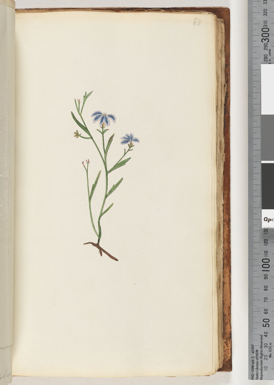 Side 68. Uidentificeret plante af Unknown artist