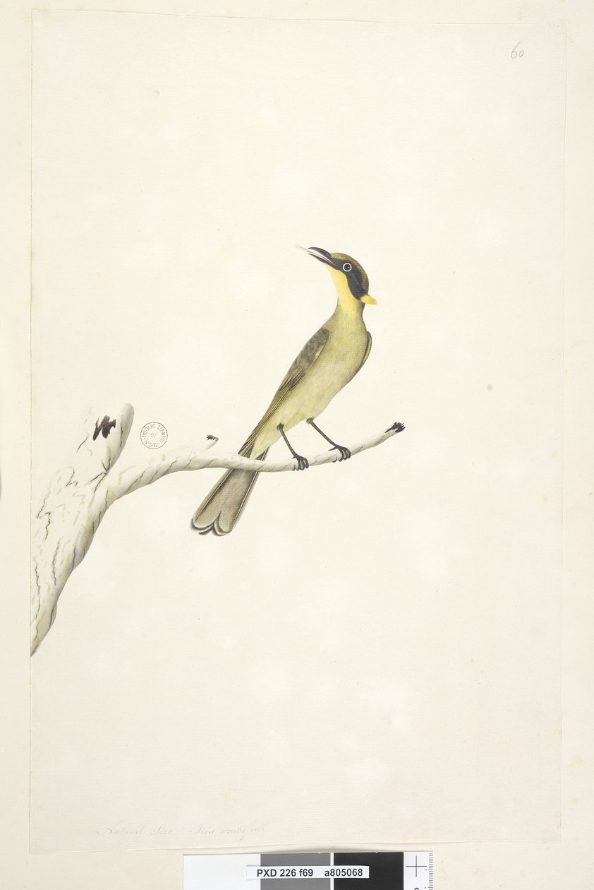 Page 69. Natural size. Iris doubtfull Yellow, Tufted Honeyeater Lichenostomus melanops, 1791-92dani af Unknown artist