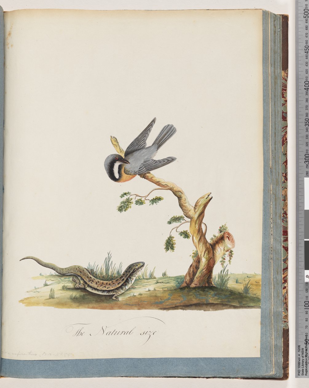 Side 69. Uidentificeret fugl med firben. Sylvia rufirostris af Unknown artist