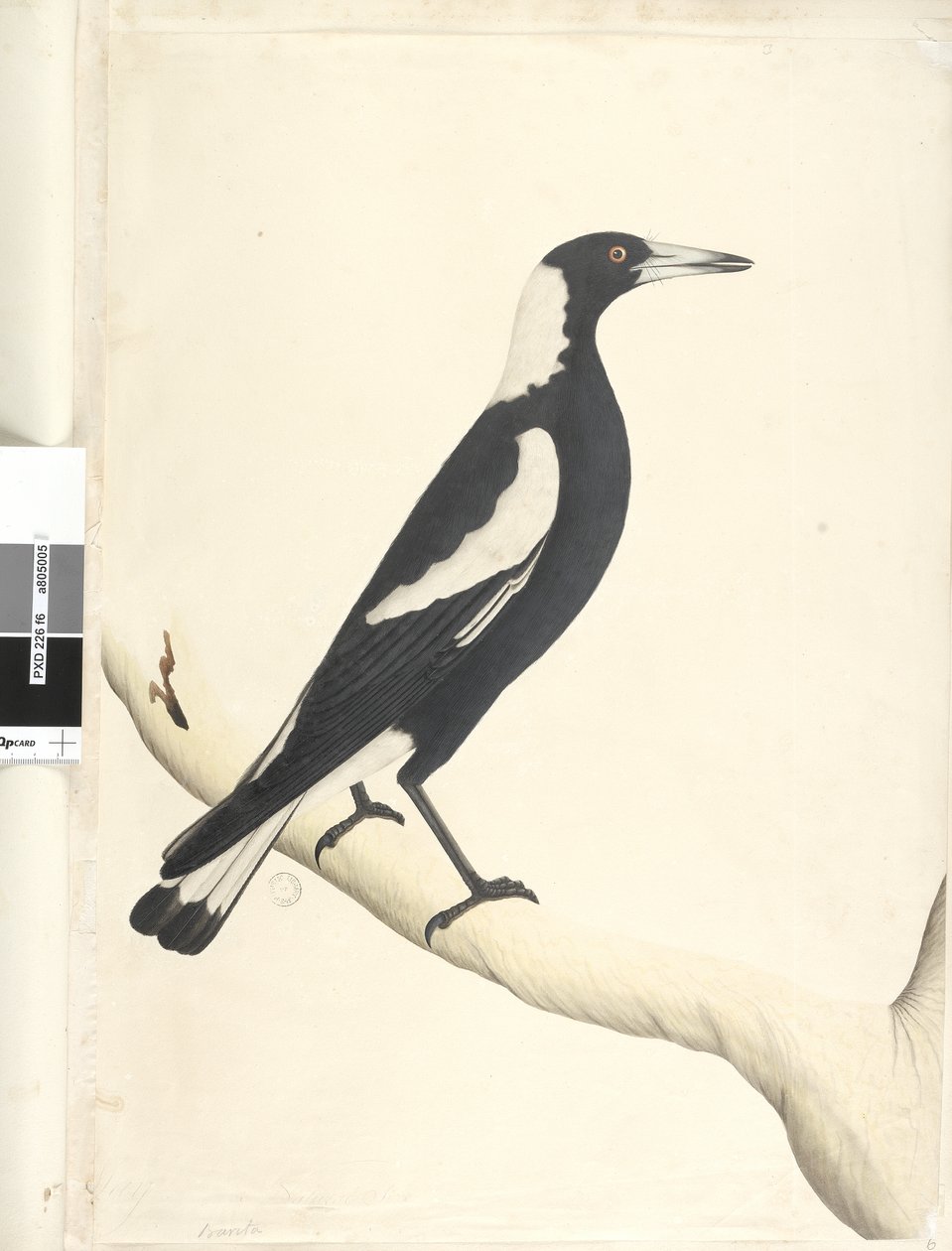 Page 6. Barita. above title in different hand May. Natural size Black, Backed Magpie Gymnorhina tibicen, 1791-92dani af Unknown artist