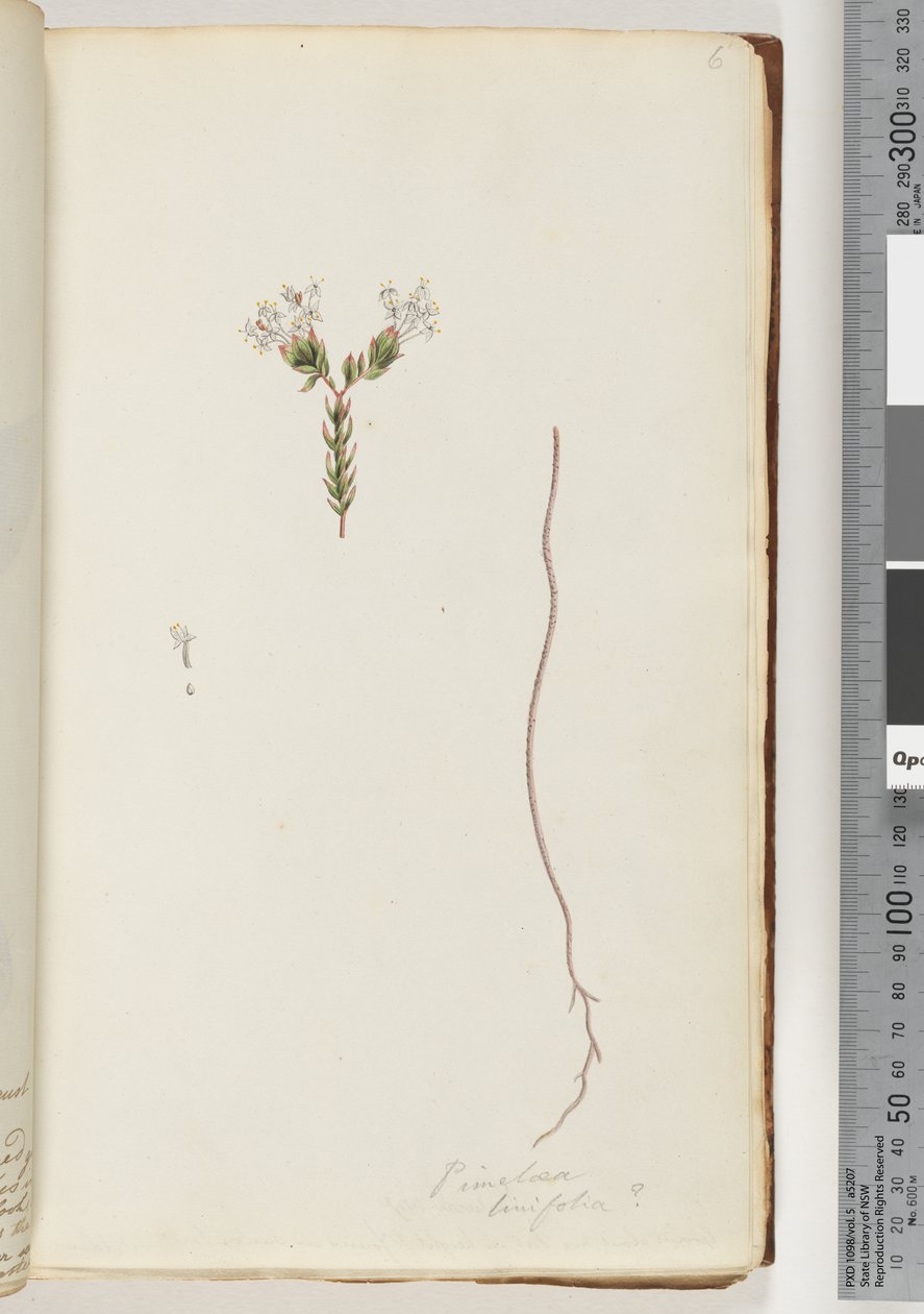 Page 6. Pimeloea linfoliadani af Unknown artist