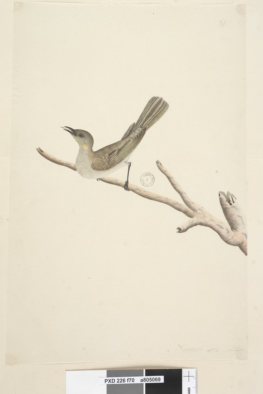 Page 70. Natural size. August Fuscous Honeyeater Lichenostomus fuscus, 1791-92dani af Unknown artist
