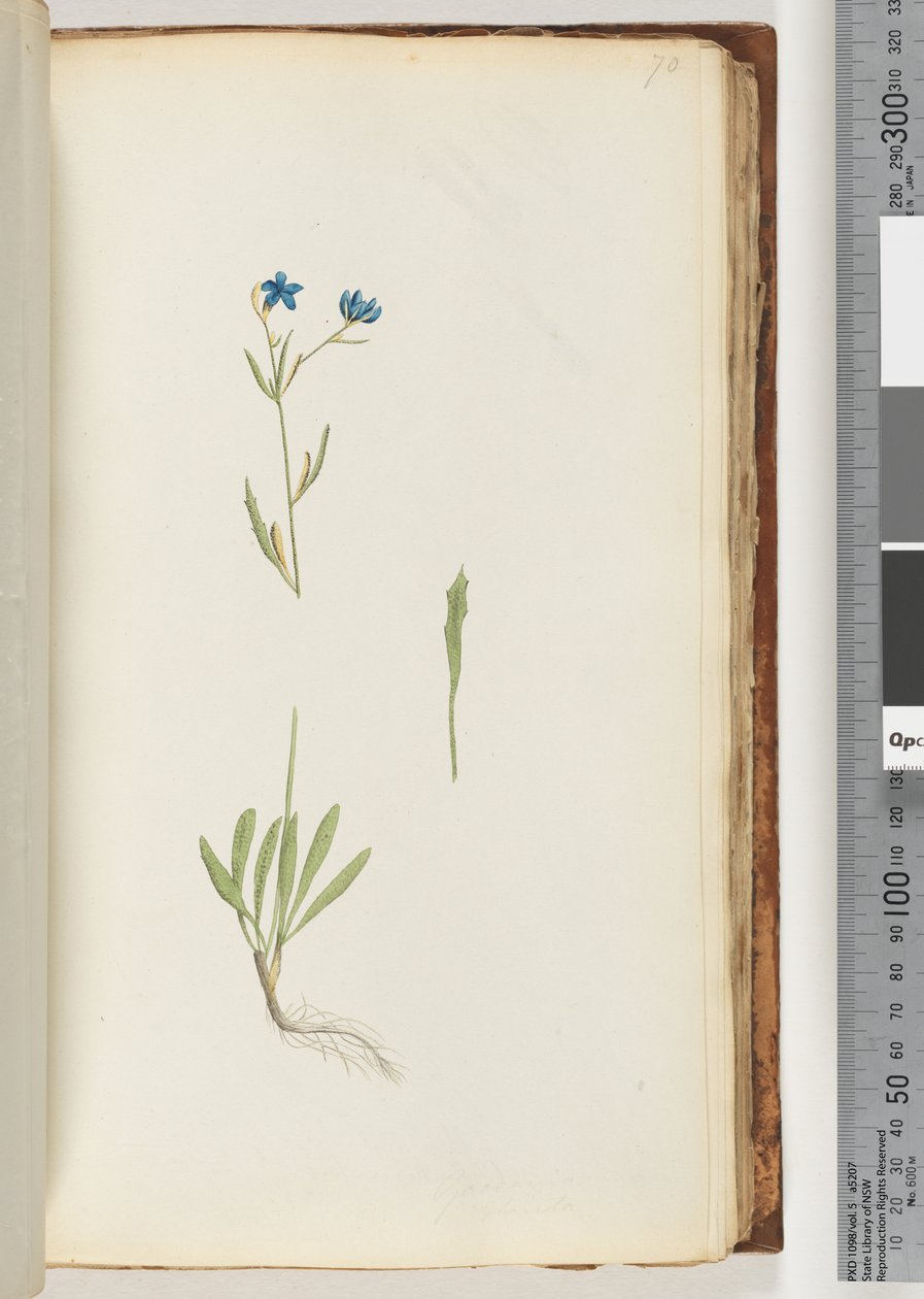 Side 70. Uidentificeret plante af Unknown artist