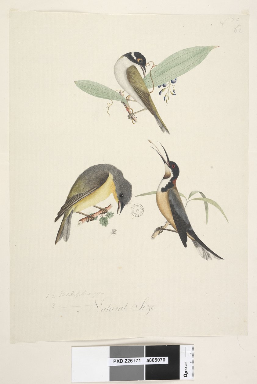 Side 71. 1, 2. Meliphaga. 3., ? nederst i midten i forskellig hånd Naturlig størrelse. Tre fugle er vist: 1. Hvid, nappet honningæder af Unknown artist