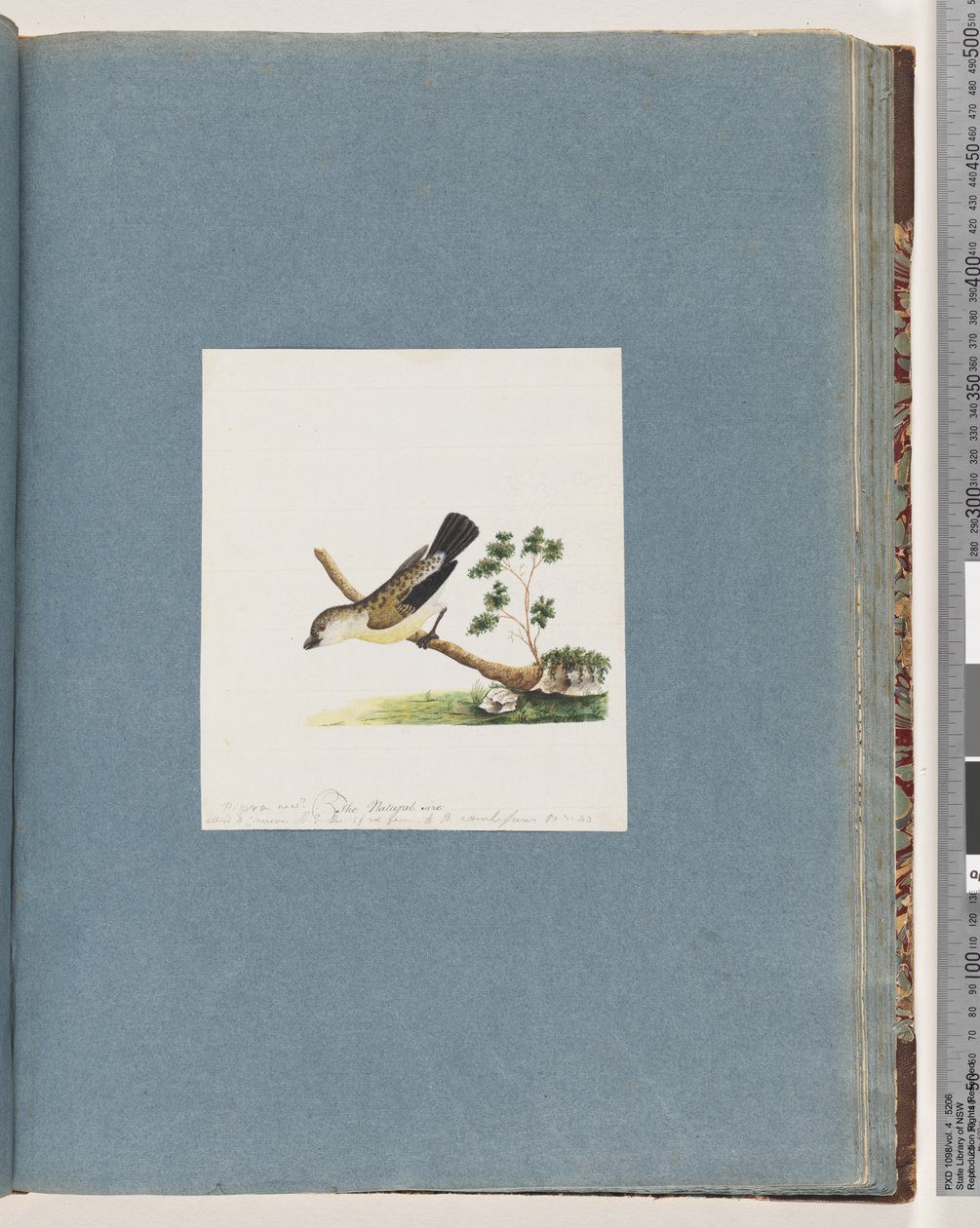 Side 71. Uidentificeret fugl. Pipra ny af Unknown artist