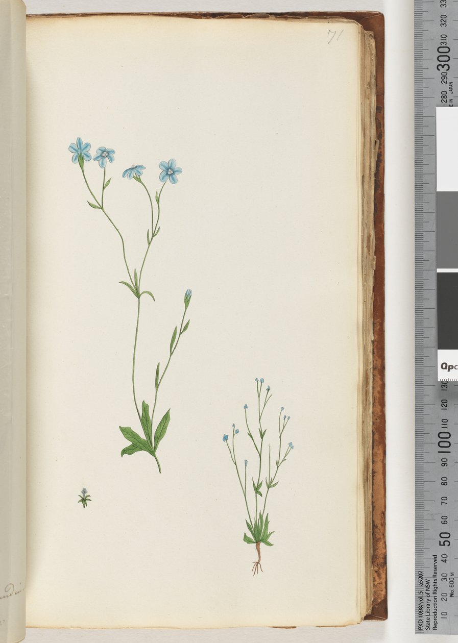 Side 71. Uidentificeret plante af Unknown artist