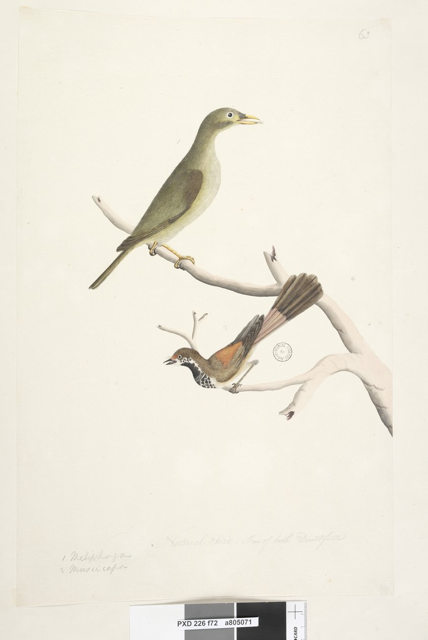 Side 72. 1. Meliphaga. 2. Muscicapa. Naturlig størrelse. Iris af begge tvivlsom. Klokkeminer Manorina melanophrys og Rhipidura rufifrons, 1791-92 af Unknown artist