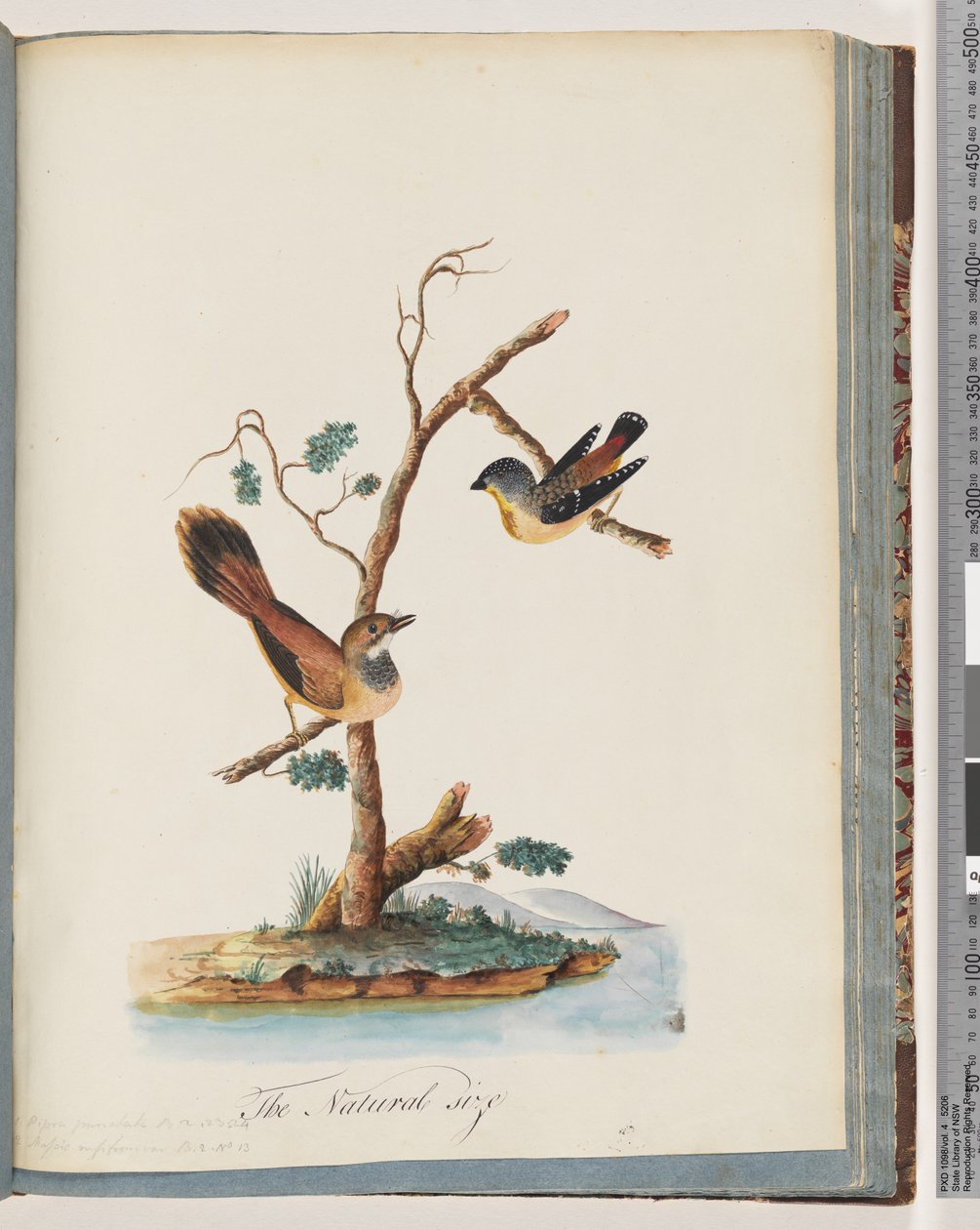 Side 72. 1. Plettet Pardalote. Pipra punctata 2. Uidentificeret fugl. Muscicapa rufifrom af Unknown artist