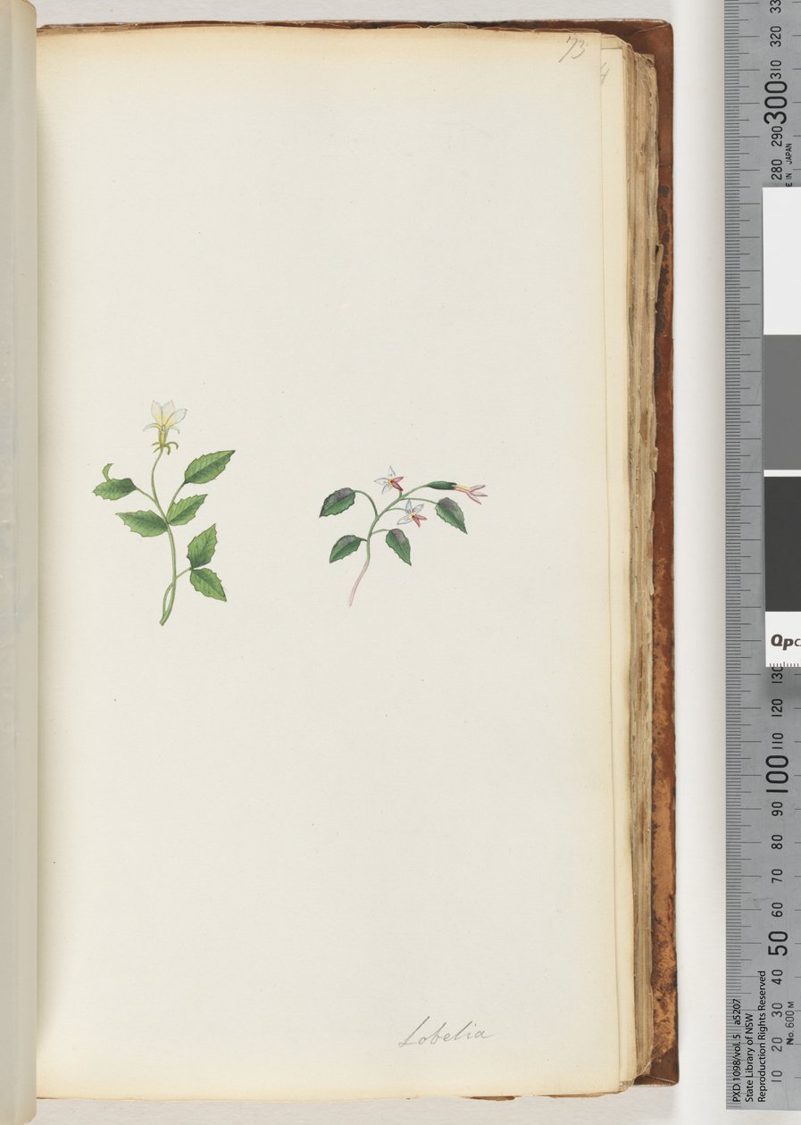 Side 73. Lobelia af Unknown artist