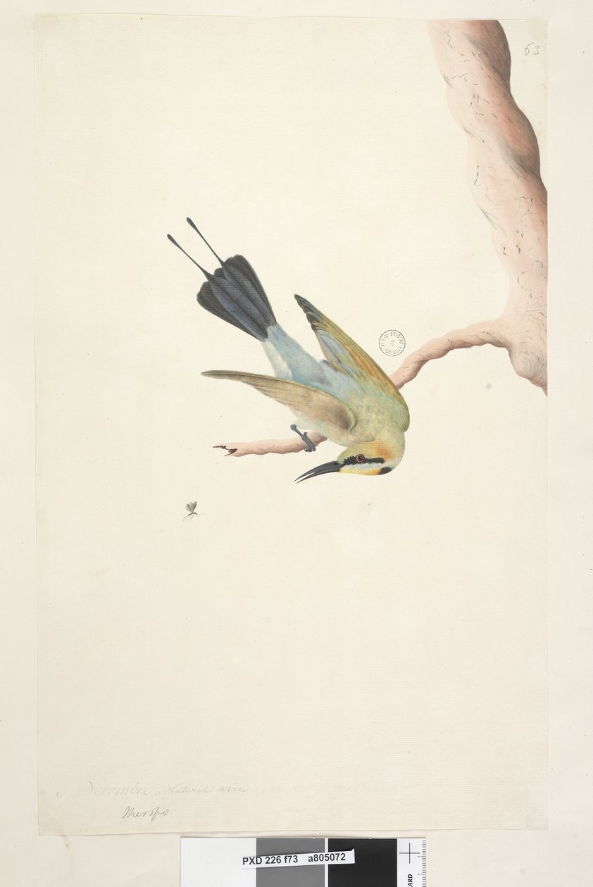 Page 73. Merops. above title in different hand November. Natural size Rainbow Bird Merops ornatus, 1791-92dani af Unknown artist