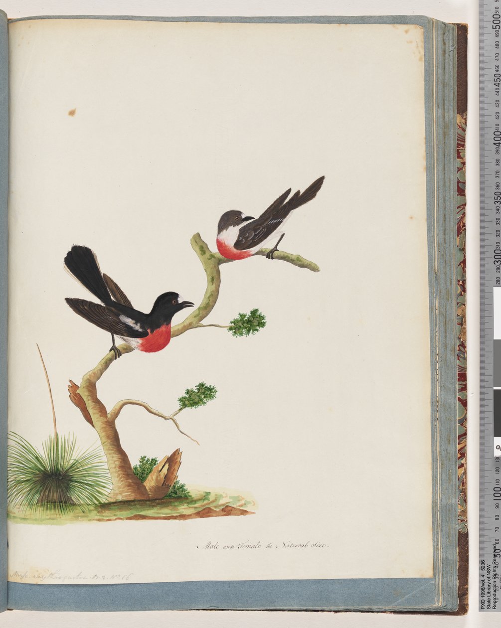 Side 73. Scarlet Robins af Unknown artist