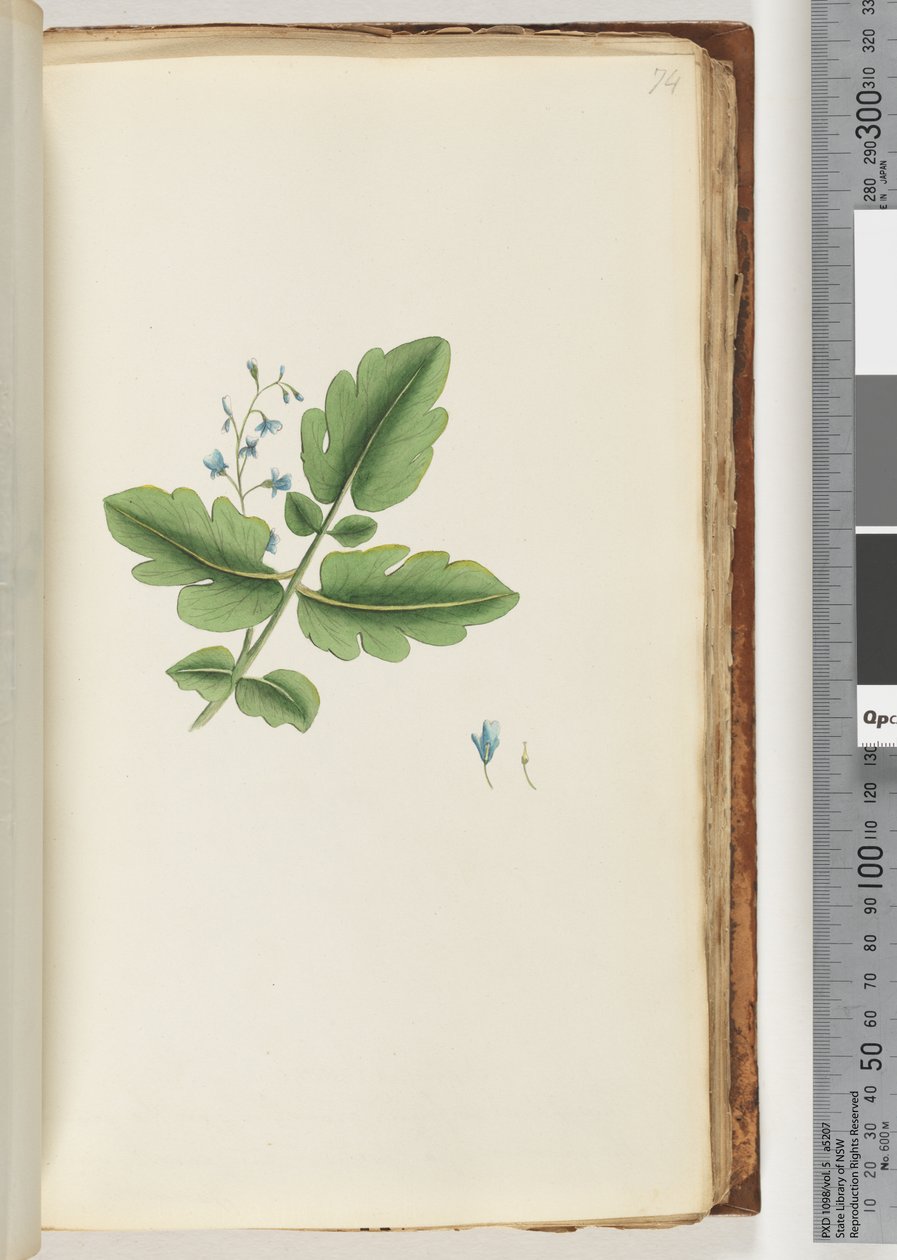 Side 74. Uidentificeret plante af Unknown artist
