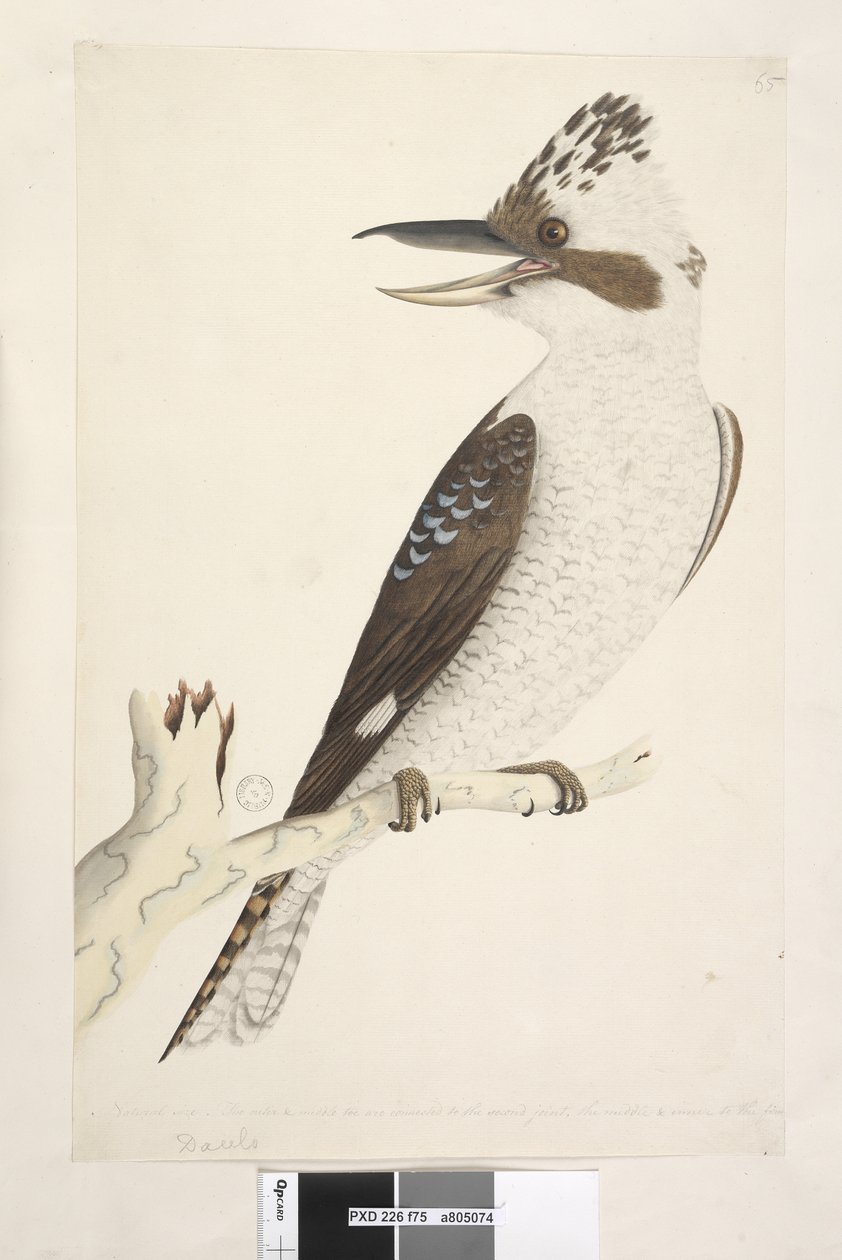 Side 75. Dacelo. langs underkant i forskellig hånd Naturlig størrelse. Den ydre og mellemste tå er forbundet med det andet led, den midterste og indre til det første. Laughing Jackass Dacelo gigas, 1791-92 af Unknown artist