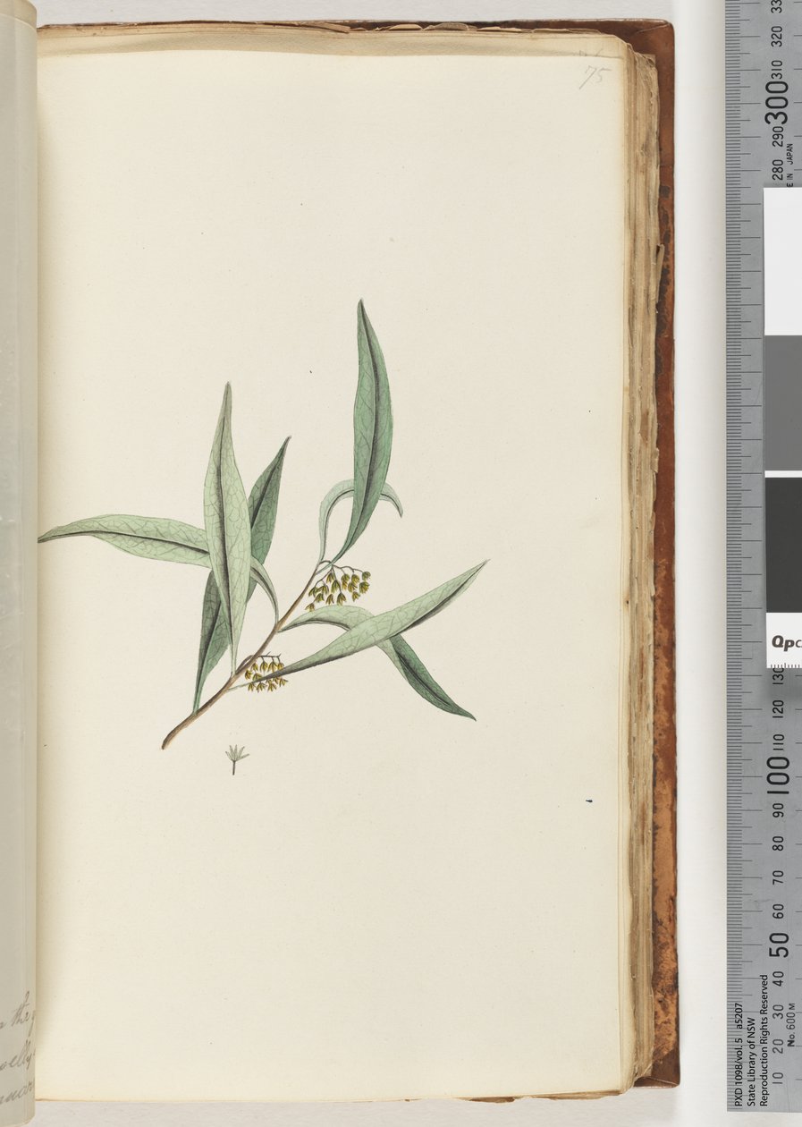Page 75. Unidentified plantdani af Unknown artist