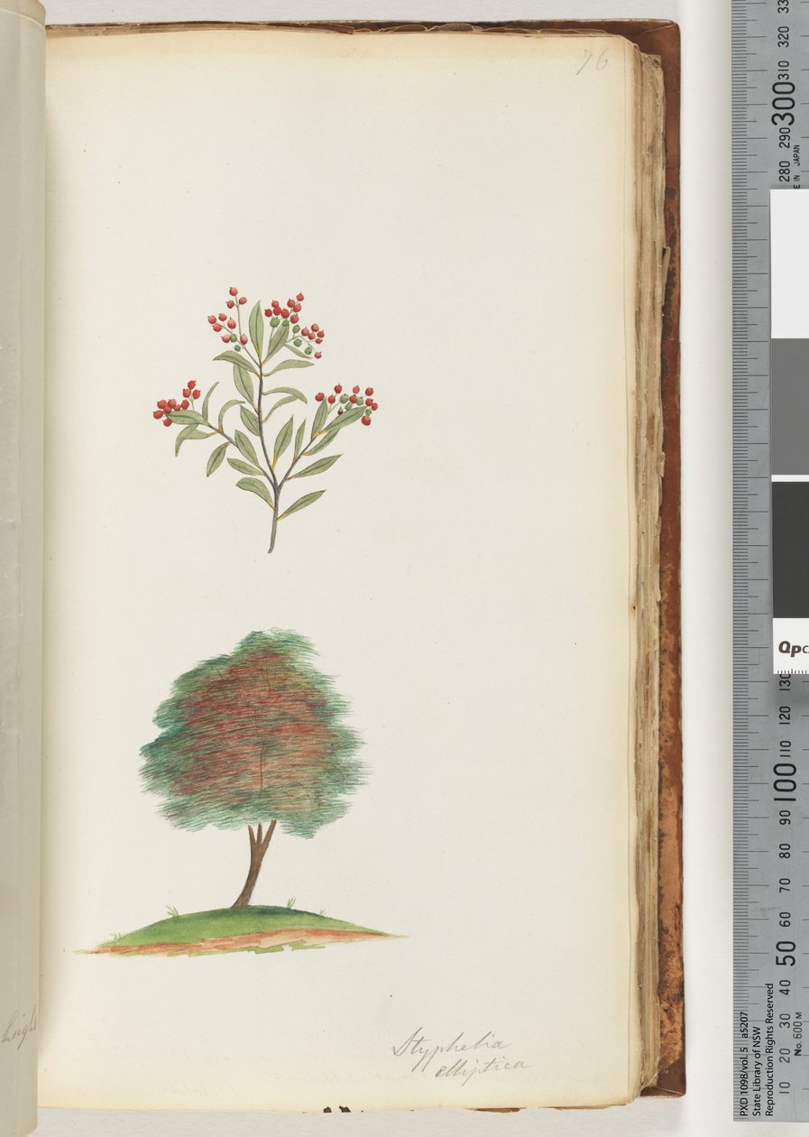 Page 76. Styphelia elliptica / Tree Broom Heathdani af Unknown artist