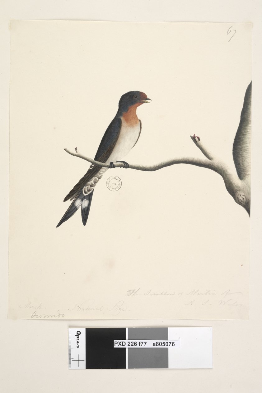 Side 77. Hirundo. ovenstående titel i anden hånd marts. Naturlig størrelse. nederst til højre i tredje hånd Svalen eller Martin fra N.S. Wales. Velkommen svale Hirundo neoxena, 1791-92 af Unknown artist