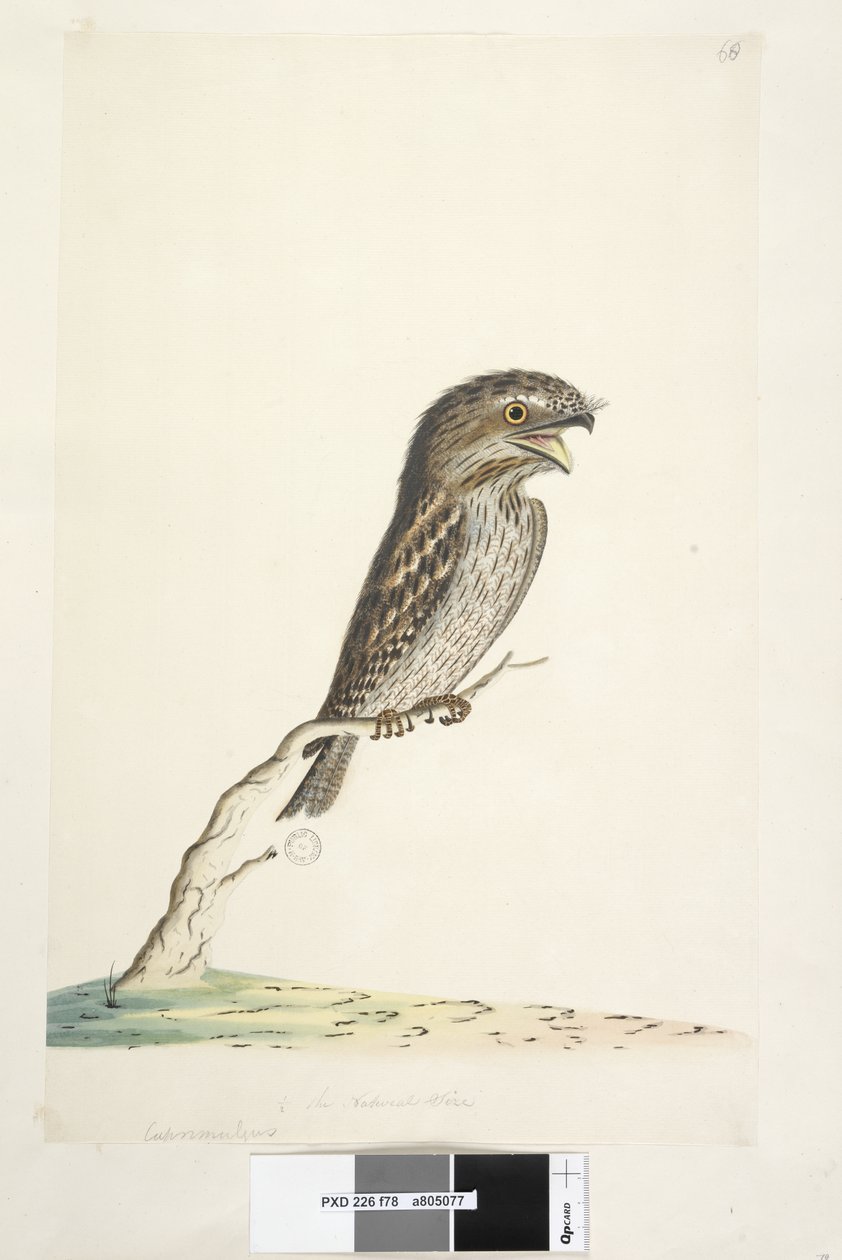 Page 78. Caprimulgus. at lower center in different hand 1/2 the natural size Tawny Frogmouth Podargus strigoides, 1791-92dani af Unknown artist