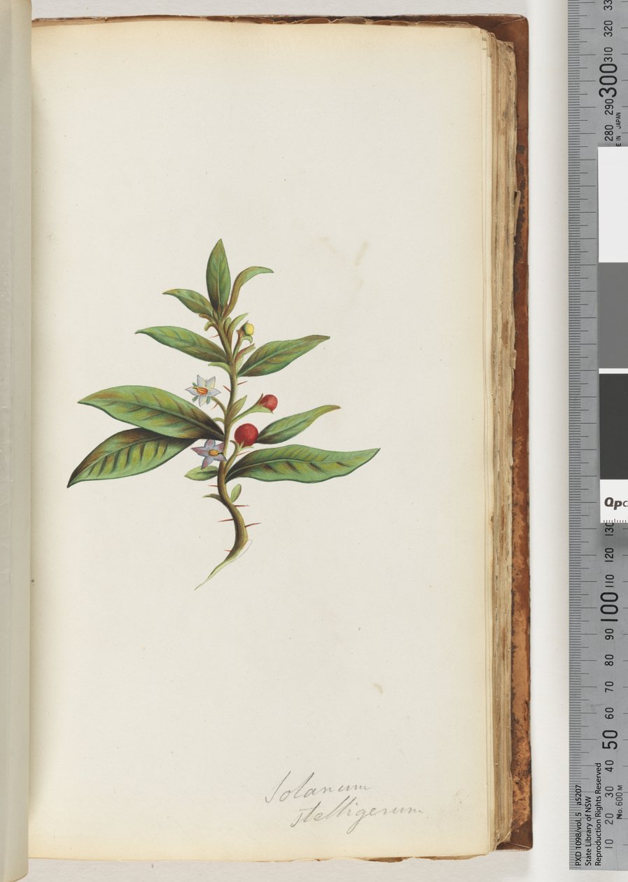 Side 78a. Solanum stelligerum /Star Nightshade af Unknown artist
