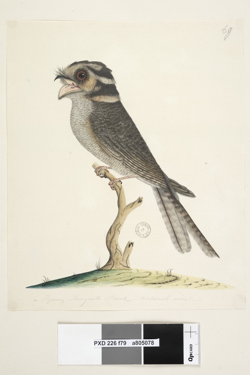 Side 79. En ung myggehøg, naturlig størrelse Uglenatskælv Aegotheles cristatus, 1791-92 af Unknown artist