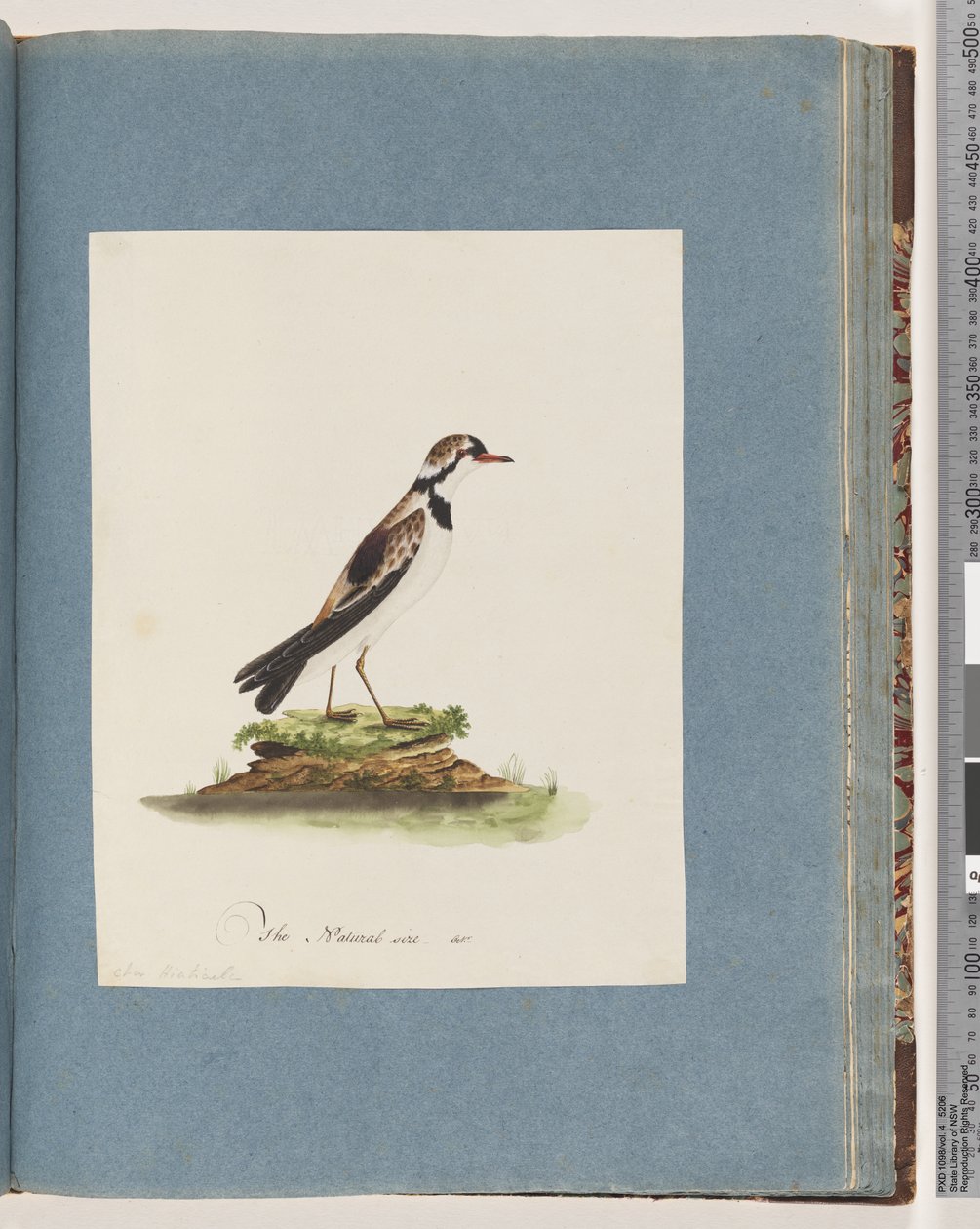 Side 79. Sort-fronted Dotterel. Charadrius Hiaticula af Unknown artist