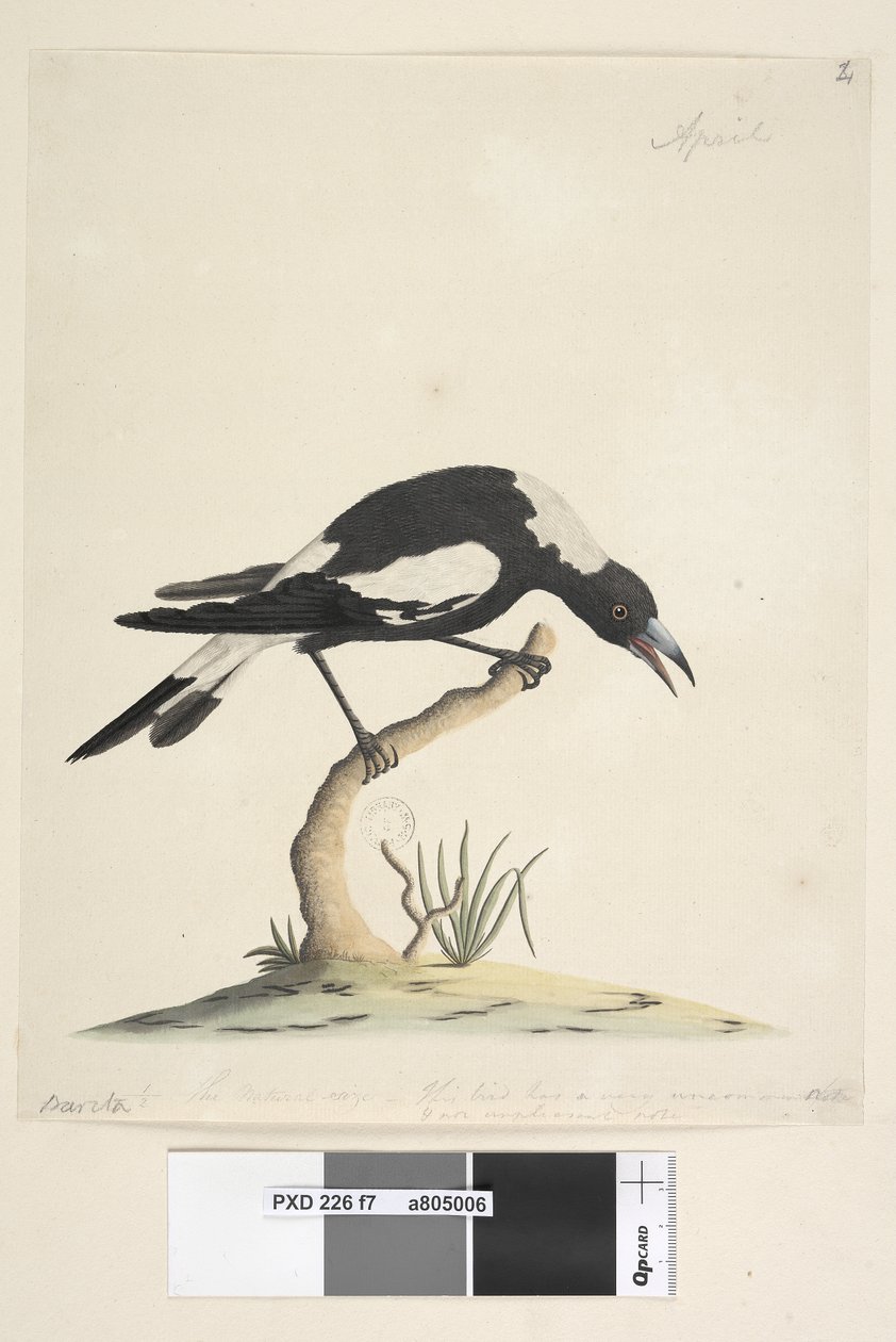Side 7. Barita. følgende titel i anden hånd 1/2 den naturlige størrelse. en anden note i en tredje hånd, lyder Denne fugl har en meget ualmindelig og ikke ubehagelig tone. Sort, Rygget Magpie Gymnorhina tibicen, 1791-92 af Unknown artist