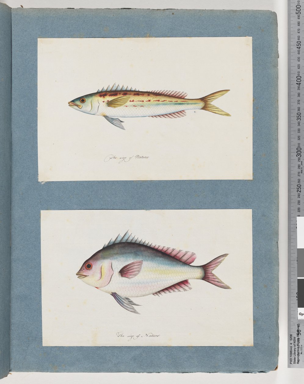 Side 7. Uidentificeret fisk. 8. Uidentificeret fisk af Unknown artist
