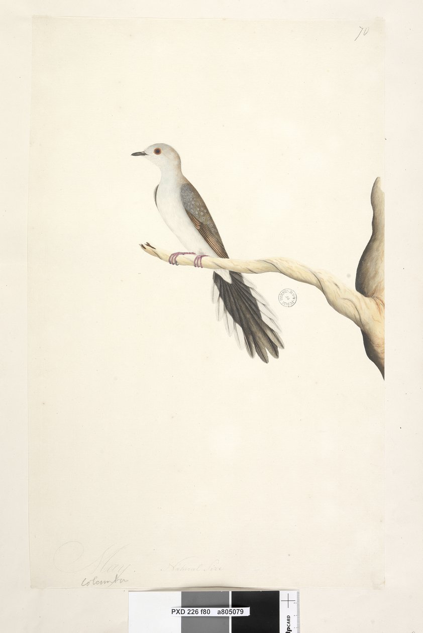 Side 80. Columba. ovenstående titel i anden hånd maj. Naturlig størrelse Diamond Dove Geopelia cuneata, 1791-92 af Unknown artist