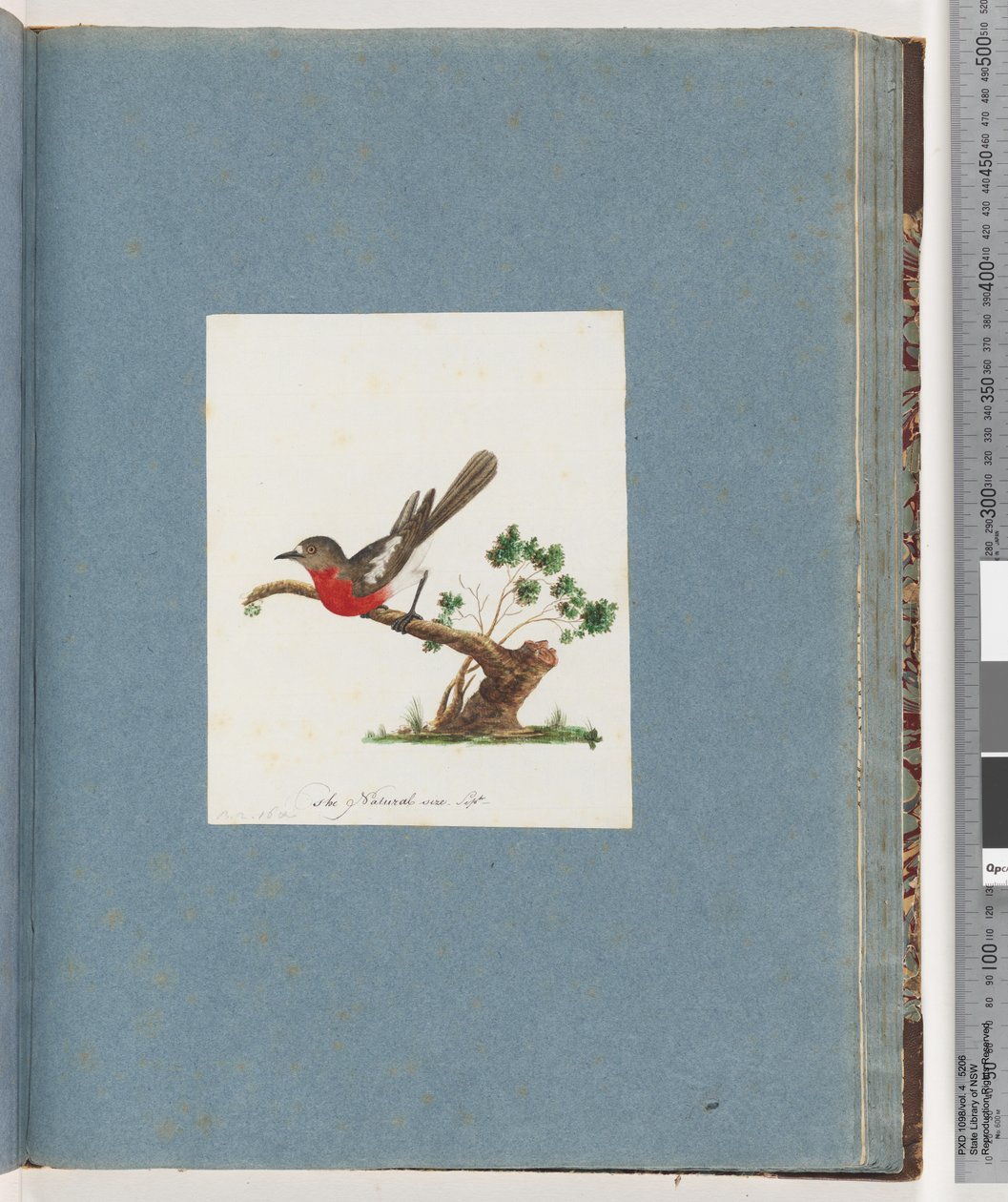 Side 81. Scarlet Robin af Unknown artist
