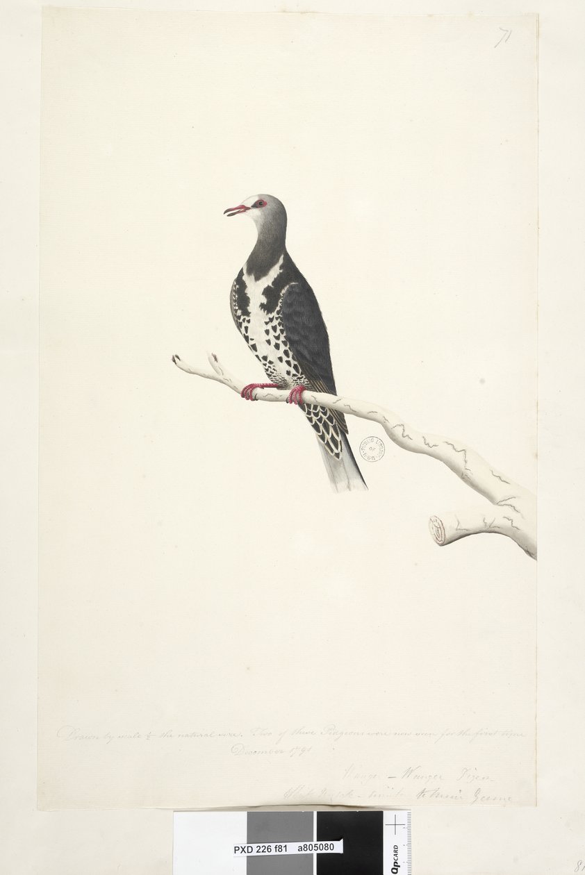 Side 81. Wunga, Wungee Pigeon. Tegnet efter målestok 1/2 af den naturlige størrelse. To af disse Pidgeons blev nu set for første gang december 1791.... ligner... Wonga Pigeon Leucosarcia melanoleuca, 1791-92 af Unknown artist