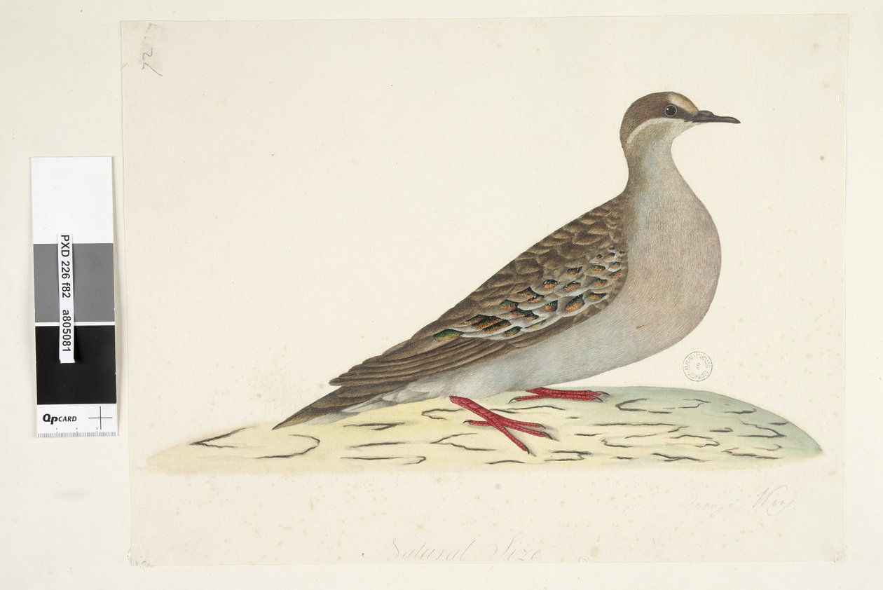 Side 82. Bronzefløj. nederst i midten i forskellig hånd Naturlig størrelse Almindelig bronzedue Phaps chalcoptera, 1791-92 af Unknown artist