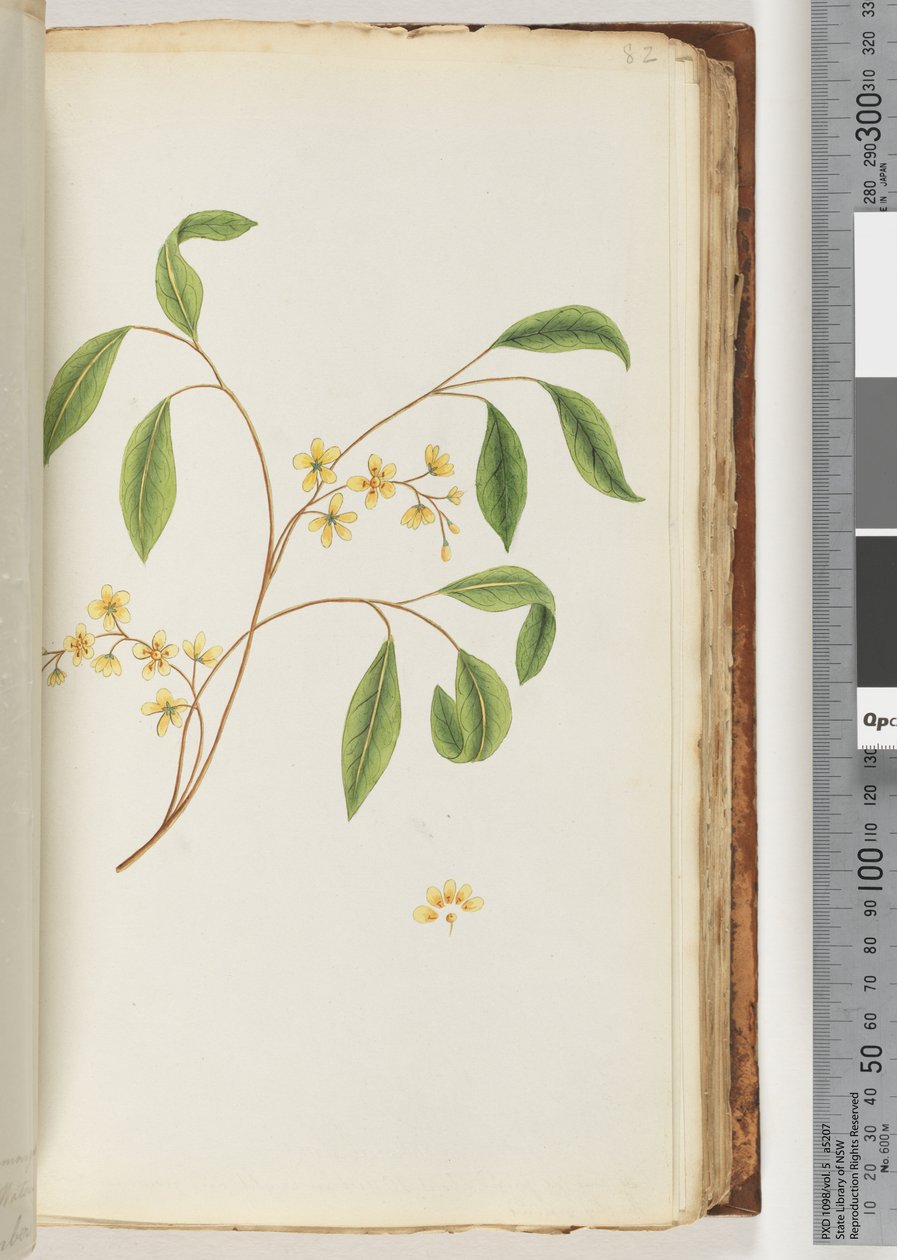 Side 82. Uidentificeret plante af Unknown artist