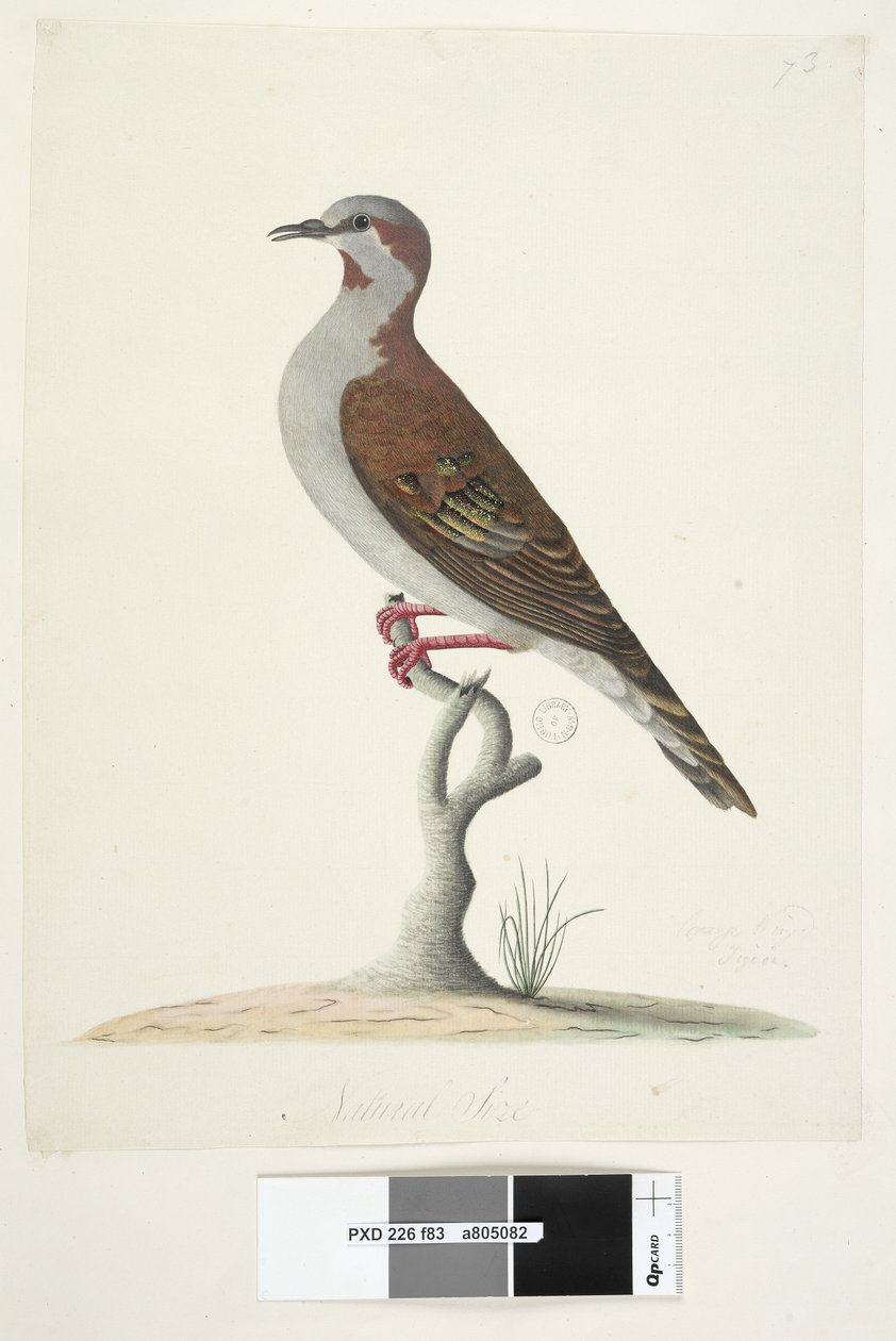 Side 83. Bronzevinget due. nederst i midten i forskellig hånd Naturlig størrelse Børste Bronzewing Pigeon Phaps elegans, 1791-92 af Unknown artist