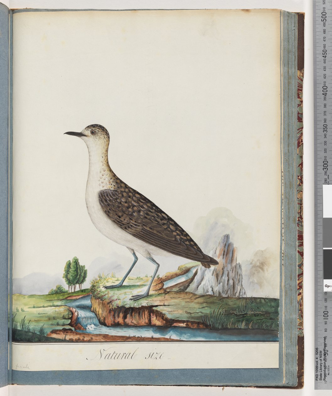 Side 83. Guldhøne hun af Unknown artist