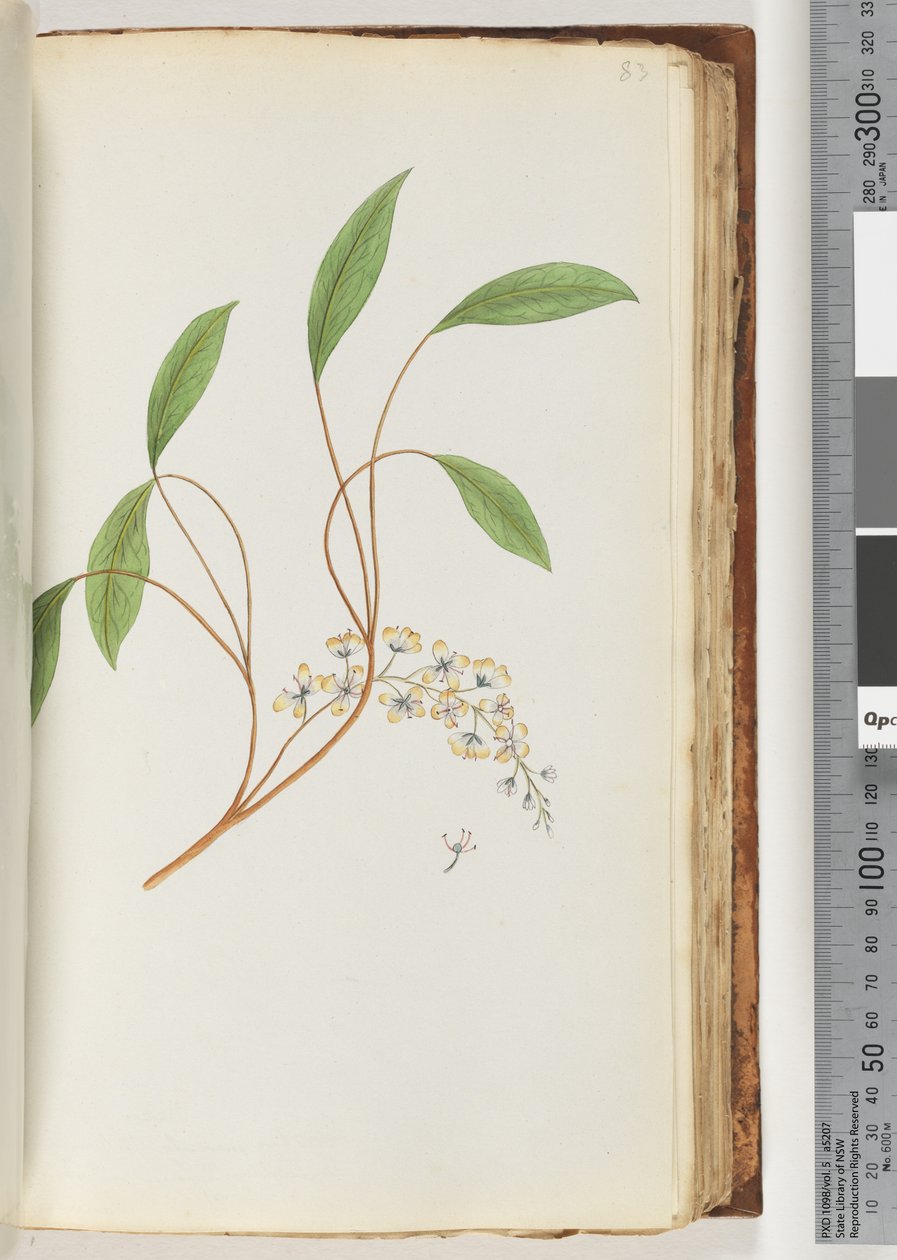 Page 83. Unidentified plantdani af Unknown artist