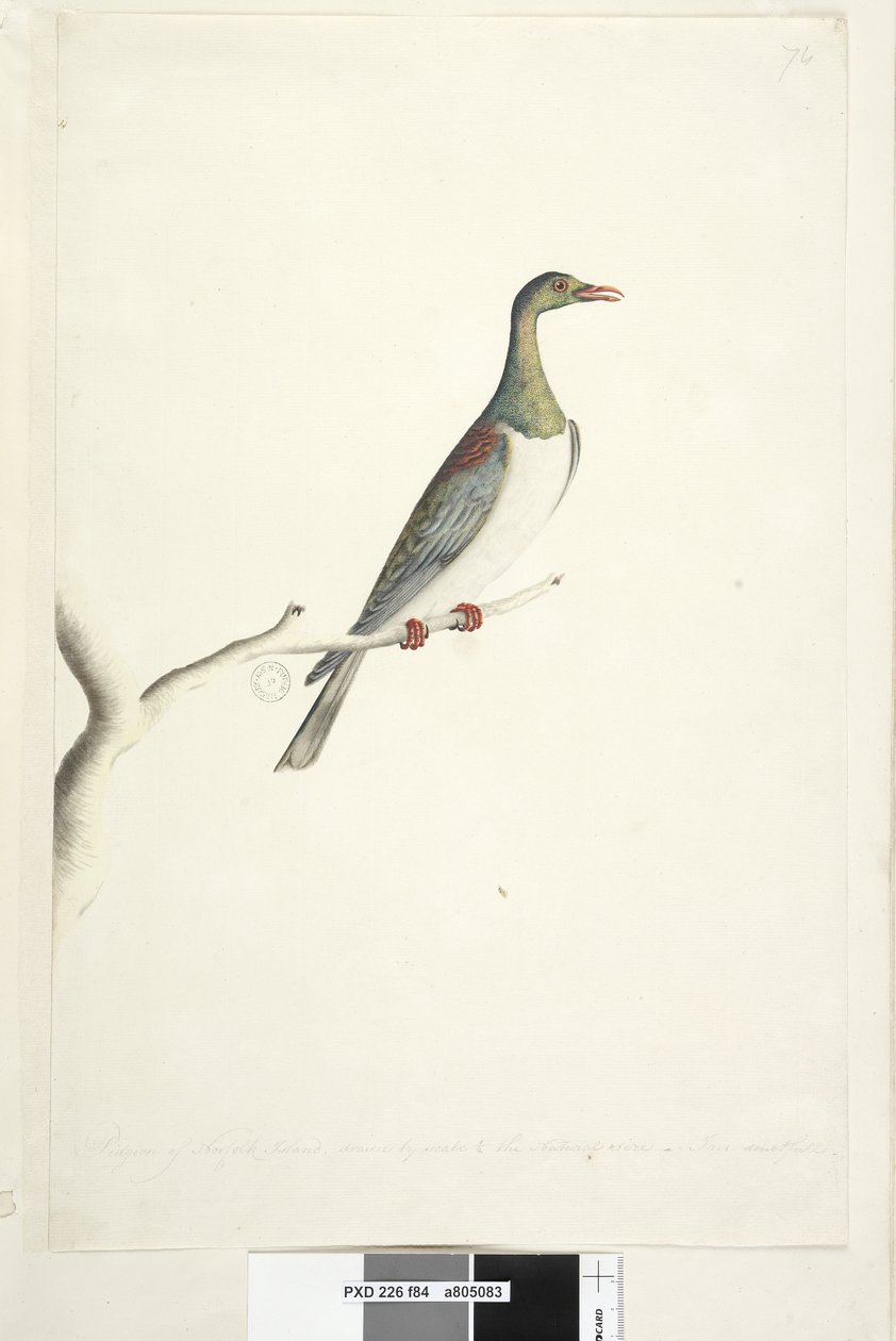 Side 84. Pidgeon of Norfolk Island tegnet efter skala 1/2 af den naturlige størrelse. Iris tvivlsom Norfolk Island Pigeon Hemiphaga novaeseelandiae spadicea, 1791-92 af Unknown artist