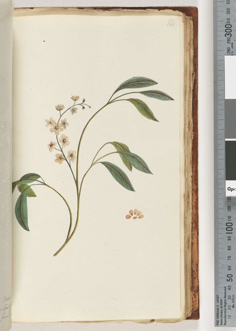Side 84. Uidentificeret plante af Unknown artist