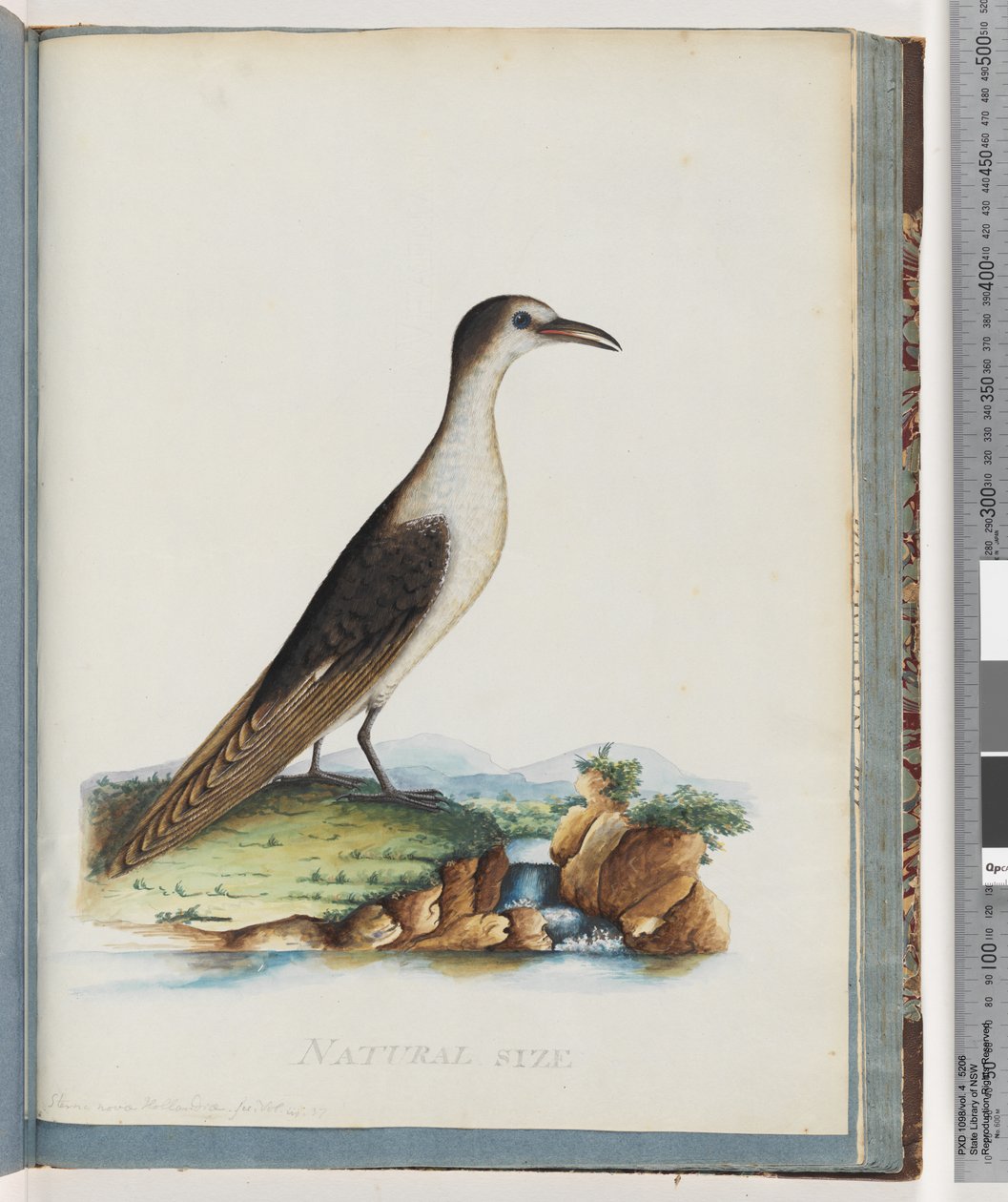 Side 85. Sodet tern. Sterna nova Hollandae. New Holland Tern af Unknown artist