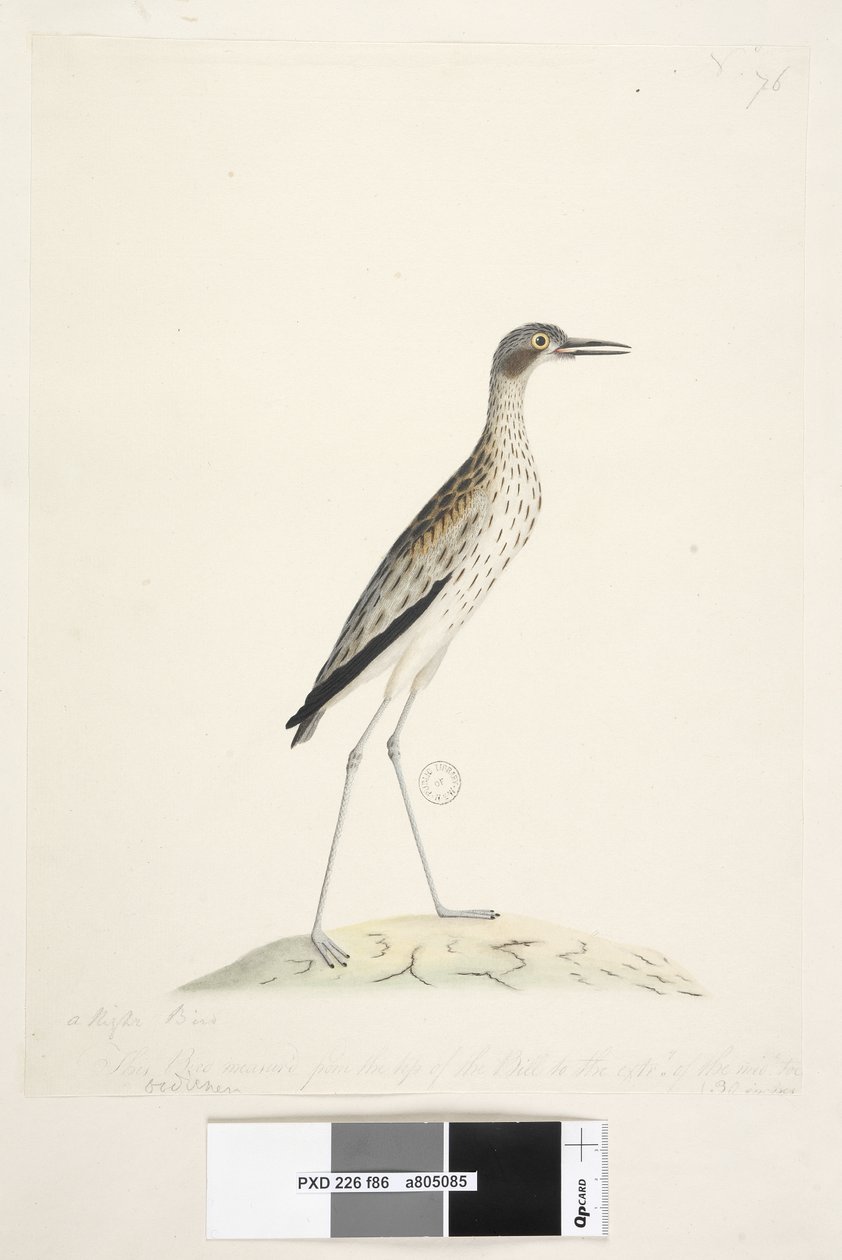 Side 86. En Nattefugl. Ødiknemus. langs nederste kant i anden hånd Denne fugl målt fra spidsen af næb til ydersiden. af midl. tå 30 tommer sydlig sten, Curlew Burhinus magnirostris, 1791-92 af Unknown artist