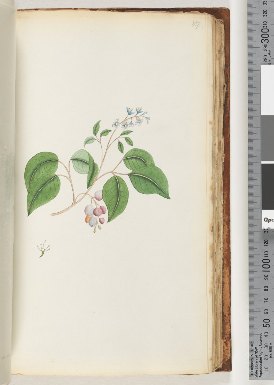 Page 87. Unidentified plantdani af Unknown artist