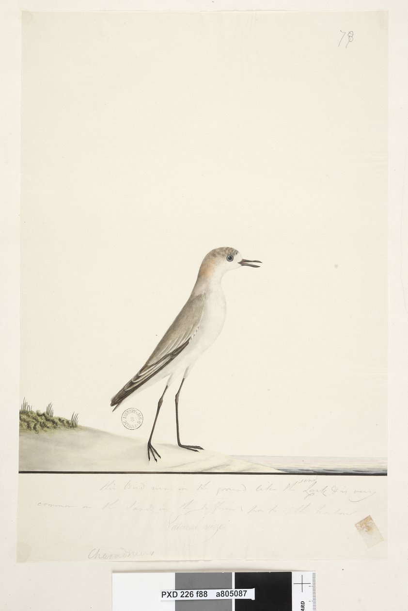 Page 88. Charadrius. below frame line in different hand This bird runs on the ground like the Sand Lark and is very common on the sands in the different parts of the harbor. below this in third hand Natural size Red, capped Dotterel Charadrius alexandrinud af Unknown artist