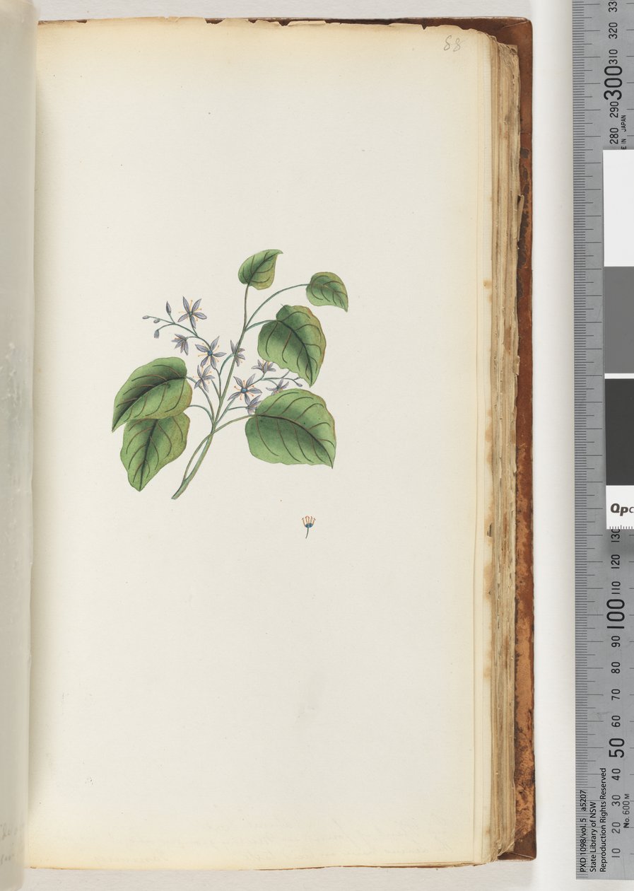 Page 88. Unidentified plantdani af Unknown artist