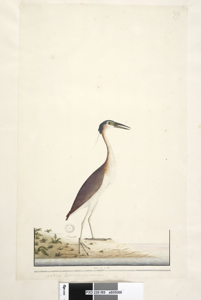 Side 89. Ardea ..?.. Nankeen Night, Heron Nycticorax caledonicus, 1791-92 af Unknown artist