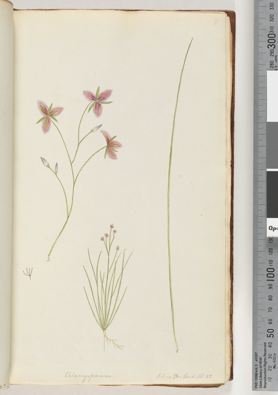 Page 8. Chlamysporum Sal. in Par Lond. No. 35dani af Unknown artist