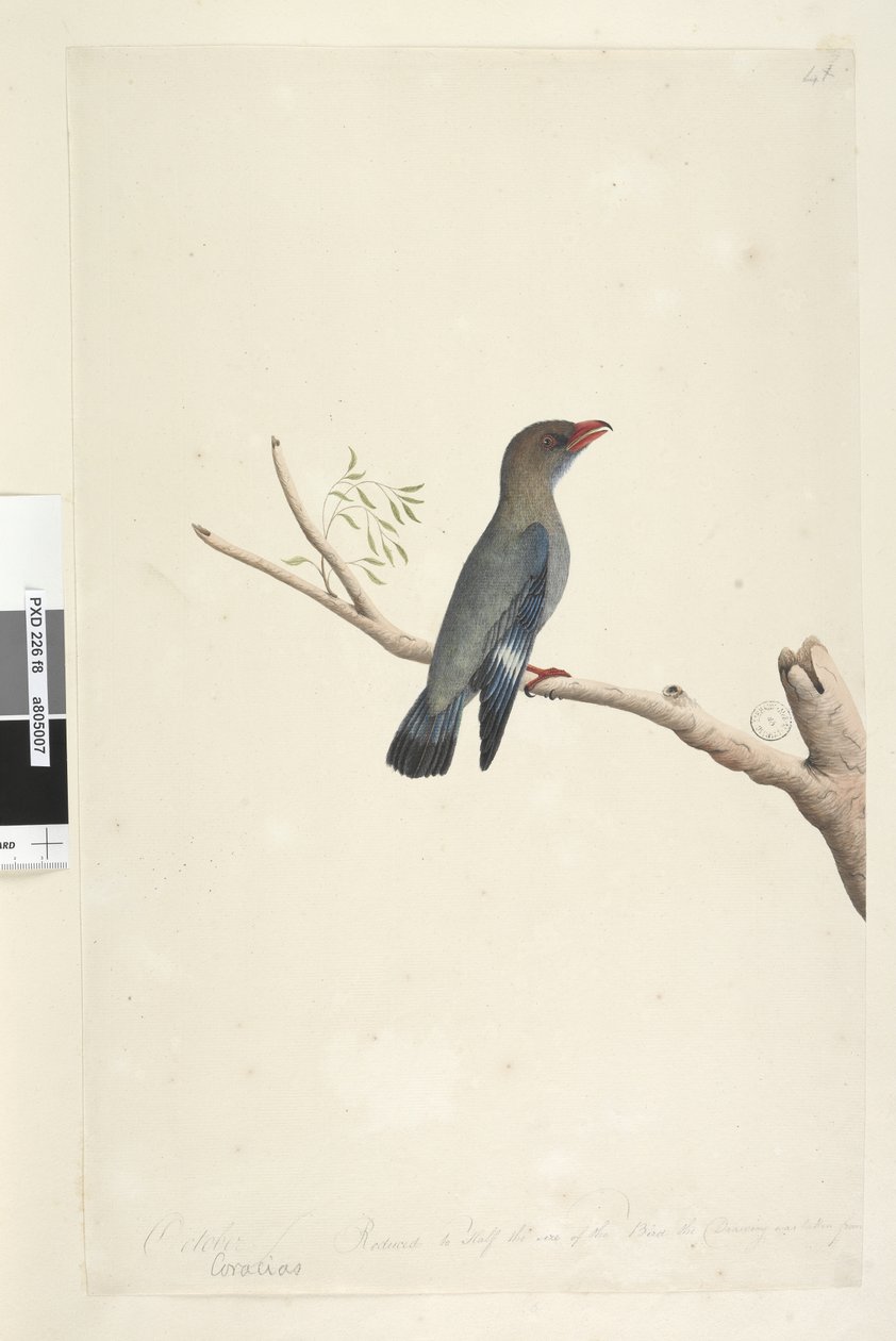 Side 8. Coraciae. langs nederste kant i anden hånd oktober. Reduceret til halvdelen af fuglens størrelse blev tegningen taget fra Dollar, Bird Eurystomus orientalis, 1791-92 af Unknown artist