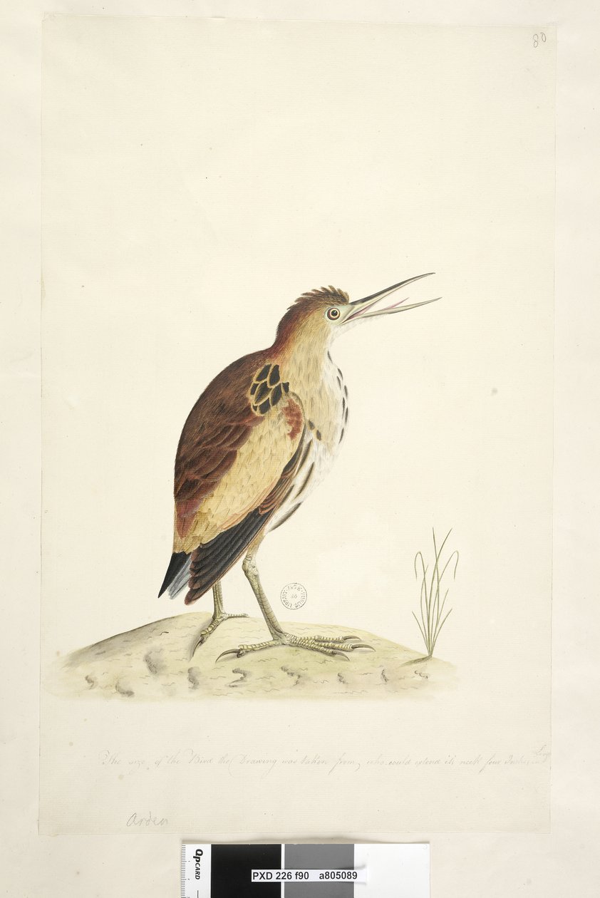 Side 90. Ardea. langs nederste kant i anden hånd Størrelsen af fuglen, tegningen var taget fra, som kunne forlænge dens hals fire tommer i længden Little Bittern Ixobrychus minutus, 1791-92 af Unknown artist