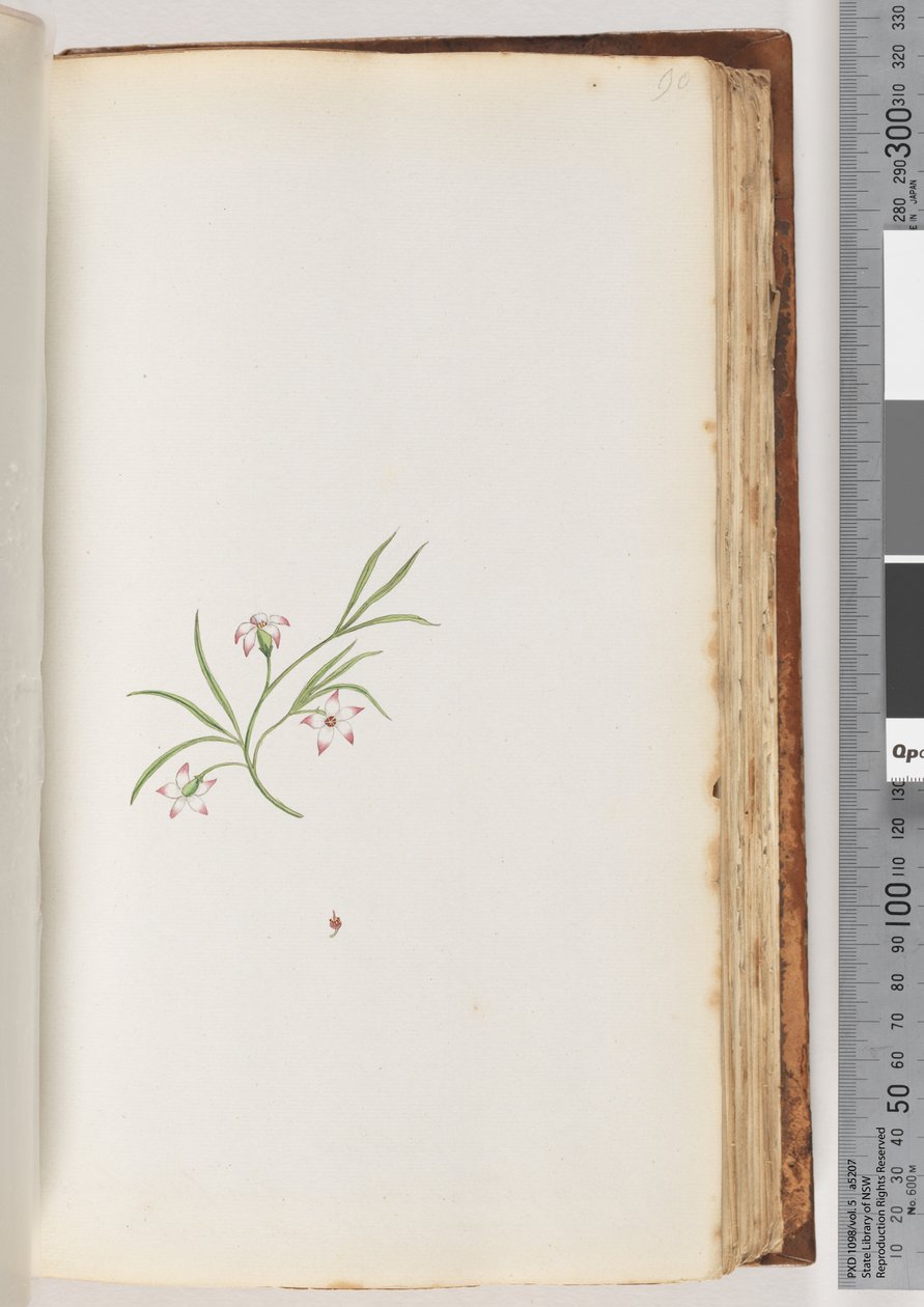 Side 90. Uidentificeret plante (akvarel) af Unknown artist